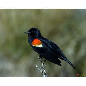  Red winged Blackbird