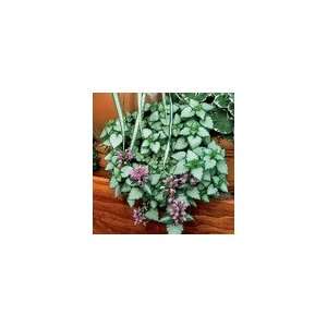  Lamium Orchid Frost PP#11,122 Patio, Lawn & Garden