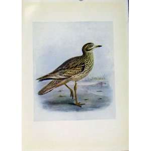   Birds Of Britain By Dresser Stone Curlew C1907 Color