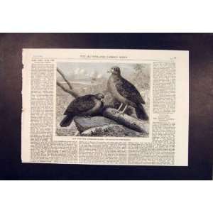  Bird Birds Rare Pigeon Tooth Billed Old Print 1864