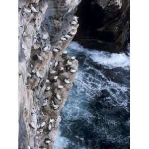  Gannets Nesting on Cliffs of Noss National Nature Reserve, Noss 