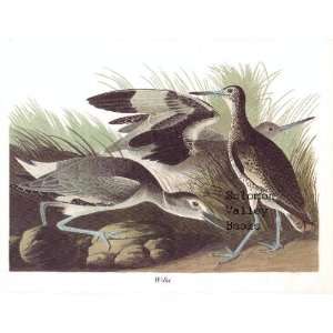  Willet (8 1/2 X 11 1/2 Color Print) 