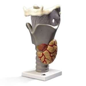  Functional Larynx 2.5x Life Size 3D Model#AW G20 
