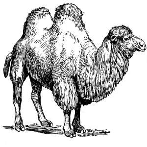   ) Round Badge Style Fridge Magnet Line Drawing Camel