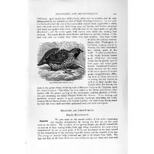  NATURAL HISTORY 1895 BLACK THROATED CRESTED QUAIL BIRD 