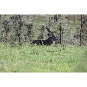  Ugandan Defassa Male Waterbuck   6x10 