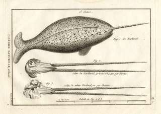 Antique Print NARWHAL WHALE Panckoucke 1789  