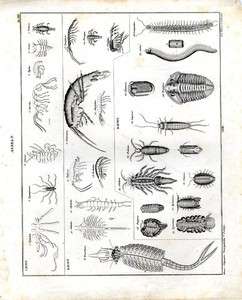 1843 OKEN LITHOGRAPH FOLIO shrimps, pill bugs, sea spiders  