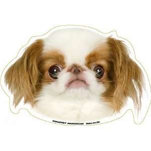 Japanese Chin