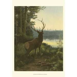  Elk   Poster by Oliver Kemp (13x19)