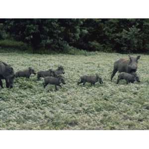  A Pair of Warthogs and Their Litter Forage in a Clearing 