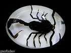 Insect Cabochon (12x18 mm)   Black Scorpion (on white bottom)  
