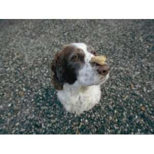 The Head of a Dog Balancing a Dog Biscuit Upon its Nose Photographic 