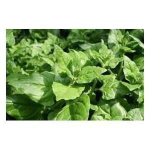   Seeds   New Zealand Spinach Seed   5g Seed Packet Patio, Lawn