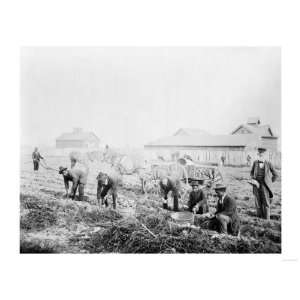 Potato Harvest at Claflin University Photograph   Orangeburg, SC 