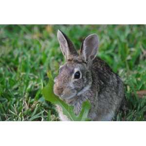 Cottontail Rabbit Taxidermy Photo Reference CD  Sports 