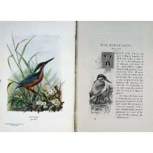  1901 Swaysland Wild Birds Kingfisher Thorburn Colour