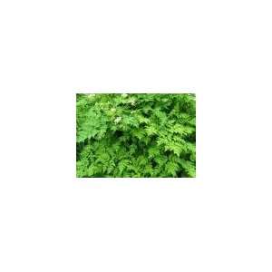  Todds Seeds   Chervil, Curled Herb Seed Pound Patio 
