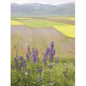  Highland of Castelluccio Di Norcia, Norcia, Umbria, Italy 