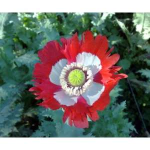   Red fringed petals with a pure white cross, makes a spectacular