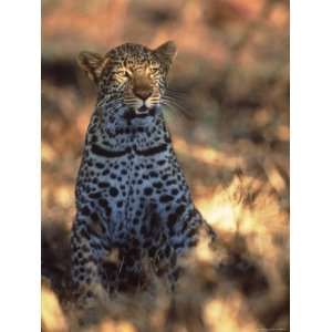  Kenya, Africa, Leopard, Panthera Pardus Premium 