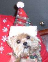   we re not happy our little maddie girl wishes your dog a happy holiday