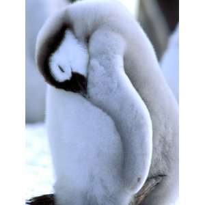  Emperor Penguins, Atka Bay, Weddell Sea, Antarctic 