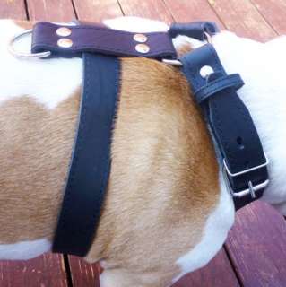   Leather Walking Dog Harness 33 37 Black 1.5 American Bulldog  