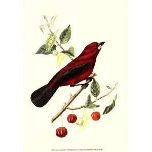  Cuvier Exotic Birds V by Baron cuvier Georges 13x19 