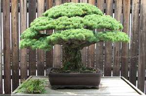 Japanese White Pine, Pinus parviflora, Tree Seeds  