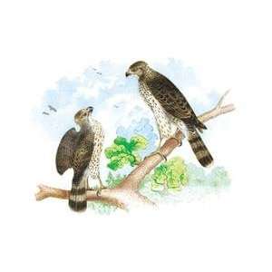 Paper poster printed on 12 x 18 stock. Sharp Skinned Hawk (Pigeon 