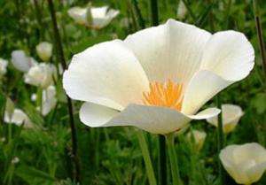 50+ WHITE LINEN CALIFORNIA POPPY FLOWER SEEDS/RESEEDS  
