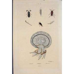  Beetle Jelly Fish Rhipicere Rhizostome Antique Print