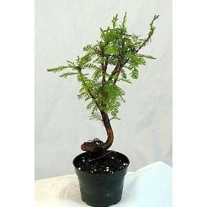 Dawn Redwood Pre Bonsai Tree   Metasequioia   Living Fossil   Stylized