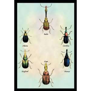  Buyenlarge 15388 1P2030 Beetles From Around the World NO.1 