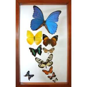  Morpho Rey Mounted Butterfly Art Wall Decor Everything 