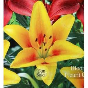  2 Cheops Lilium Asiatic Lily Flower Bulbs Patio, Lawn & Garden