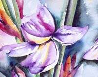 Wild Irises Iris Bulb Flag Purple Lavender Exotic Flower Hawaiian 