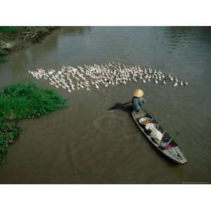 com Boatsperson Herding Flock of Ducks Away from Boat on Mekong Delta 