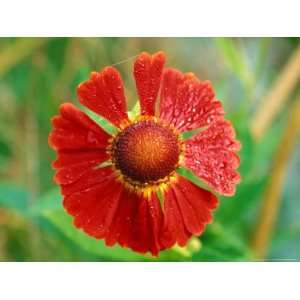  Helenium Hoopesii, Close up of Red Flower Head Premium 