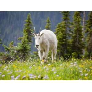 Mountain Goat in Wildflower Meadow, Logan Pass, Glacier National Park 