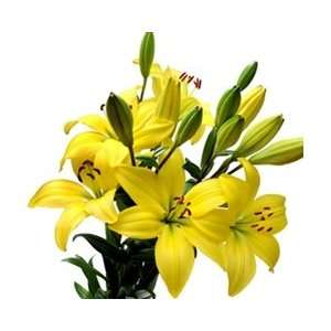  Yellow   Asiatic Lily   60 Stems Arts, Crafts & Sewing