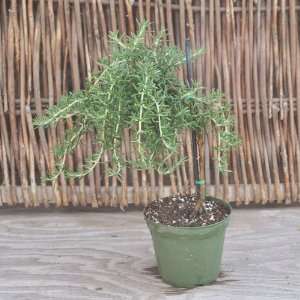 Rosemary Trailing Tree Form, Rosmarinus prostratus   Trailing Rosemary 