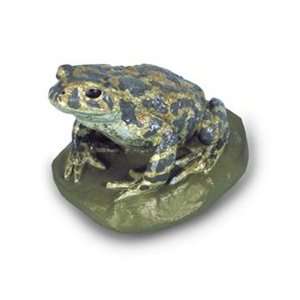  Green Toad   Female (Bufo Viridis)