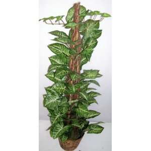  4 Vining Syngonium on Wood