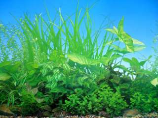 FISH TANK / TERRARIUM / TANK BACKING BACKGROUND NEW  