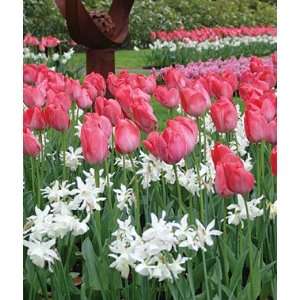   . Tulip Christmas Marvel & Daffodil Thalia 20 Bulbs