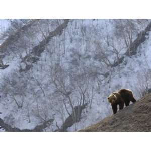 Brown Bear on Slope, Kronotsky Zapovednik, Kamchatka, Far East Russia 