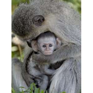 Infant Vervet Monkey (Chlorocebus Aethiops), Kruger National Park 