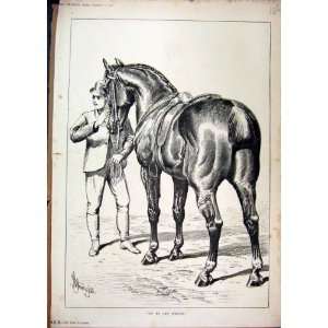    1882 Beautiful Show Horse Owner Saddle Trimmed Tail